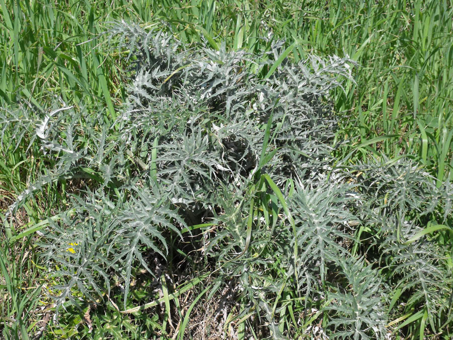 Cynara cardunculus maremmano